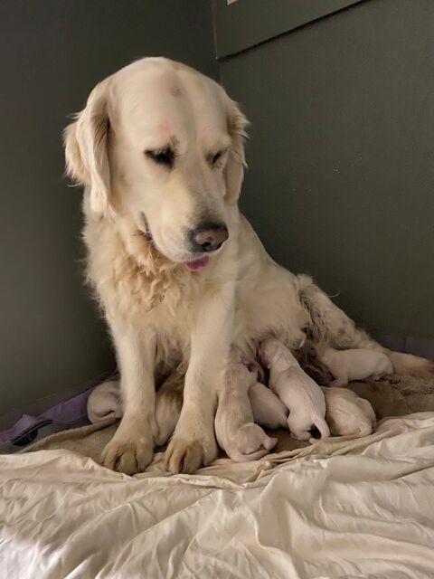 Chiots reste un m&acirc;le et une femelle 1000 72330 Parigné-le-pôlin