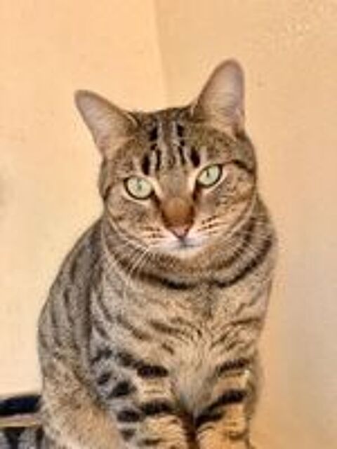   LEOPOLDO  