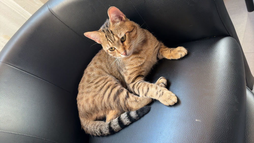   ? À DONNER ? Kayni, adorable chat de 1 an et 3 mois ?? 
