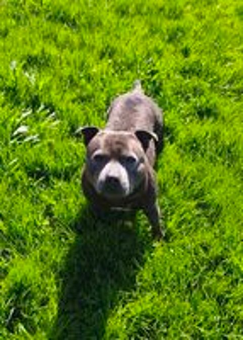   Staffordshire Bull Terrier LOF de 4 ans ? Pour adoption  