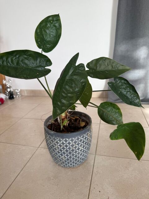 Plantes diverses  10 Cormoz (01)