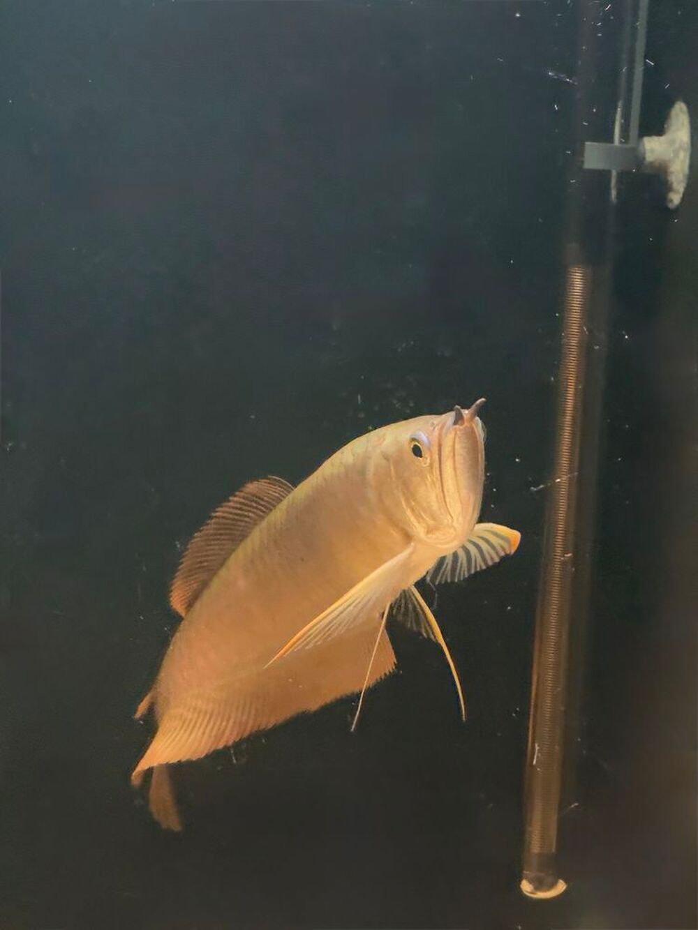   Silver Arowana ? poisson d'aquarium en bonne santé  