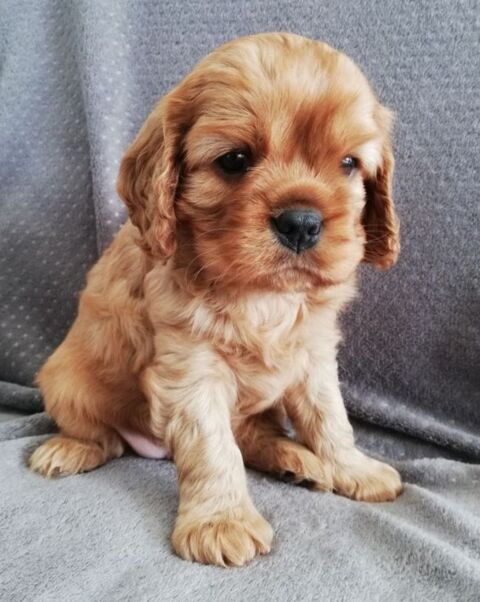 Bb cavalier king charles paiement en 10 fois possible 1000 53340 Saulges