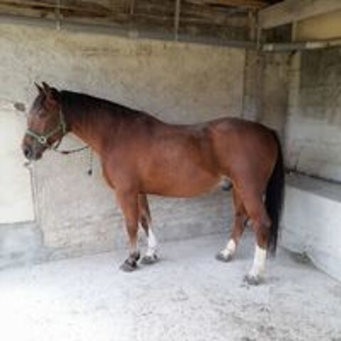  Cheval pour attelage de loisir 