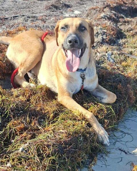 GUELIA la joie de vivre 350 78000 Versailles