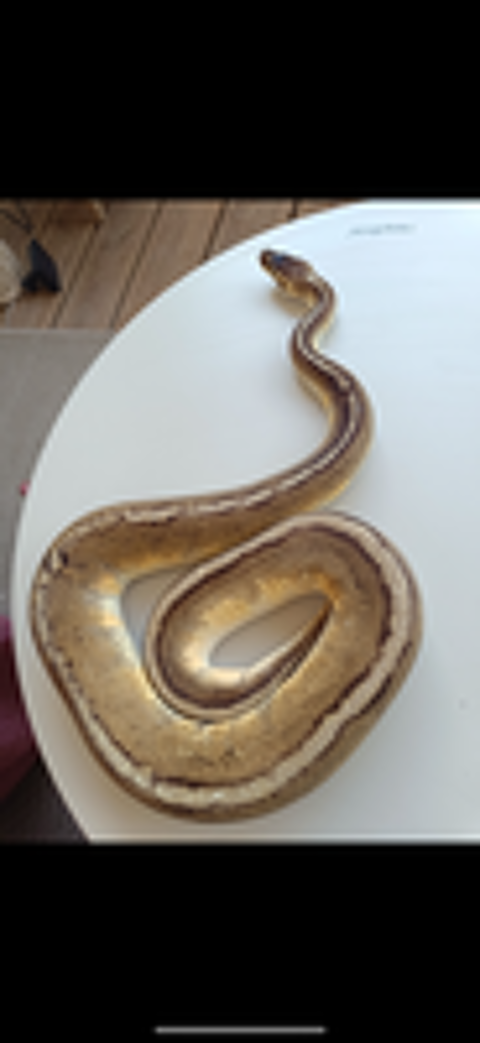   Python regius stripe 