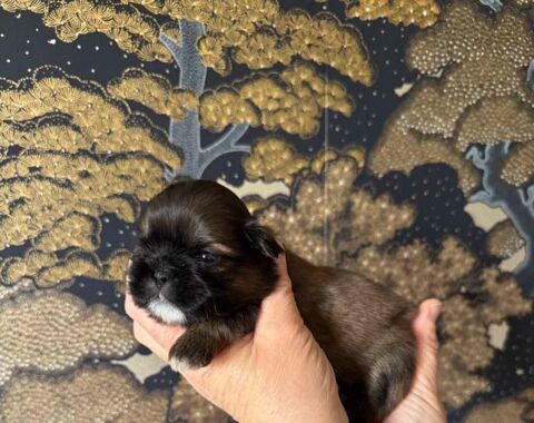 6 femelles chiots Shih Tzu NON LOF 950 15290 Omps