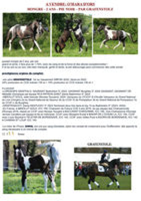   tres joli cheval pie noir pour le sport 