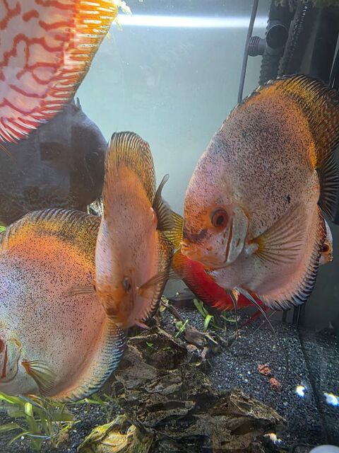 Discus Symphosidon 3 pi&egrave;ces 100 14120 Mondeville