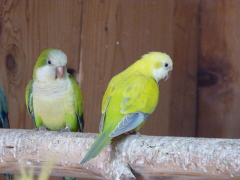 conures veuves / perruches souris / perruche moine / quakers 150 38110 Dolomieu
