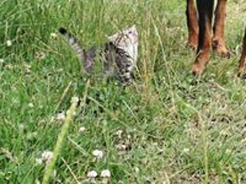    2 Chatons disponibles 