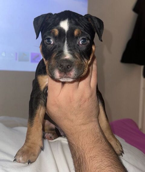 American Bully 600 93190 Livry-gargan