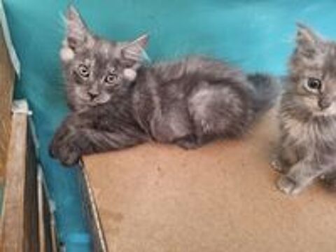   Maine coon loof polydactyle 
