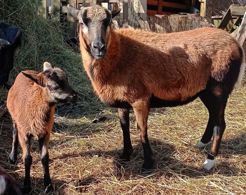 mouton 200 03330 �chassi�res