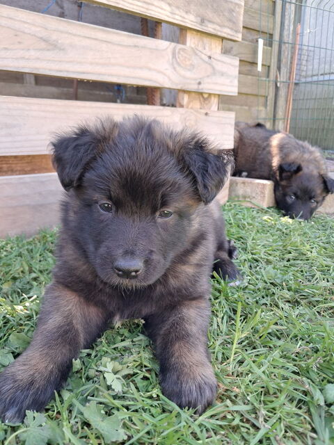 Chiots berger belges tervueren LOF lign&eacute;e de travail 850 45700 Villemandeur