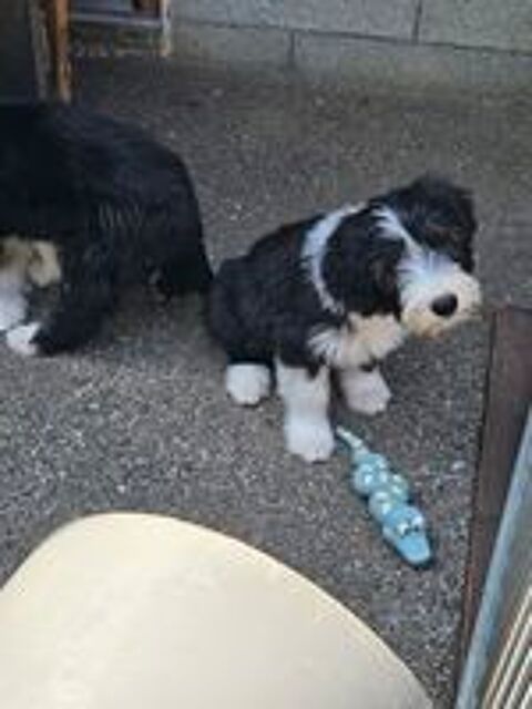   Chiots Bearded Collies 
