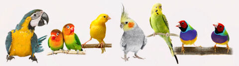 Adopte vos poissons et oiseaux 0 01350 Culoz