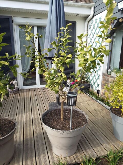 citronnier 40 Le Bosc-Roger-en-Roumois (27)