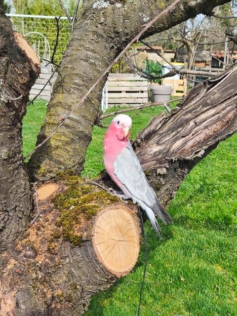 Perroquet cacato&egrave;s rosalbin  1400 42450 Sury-le-comtal