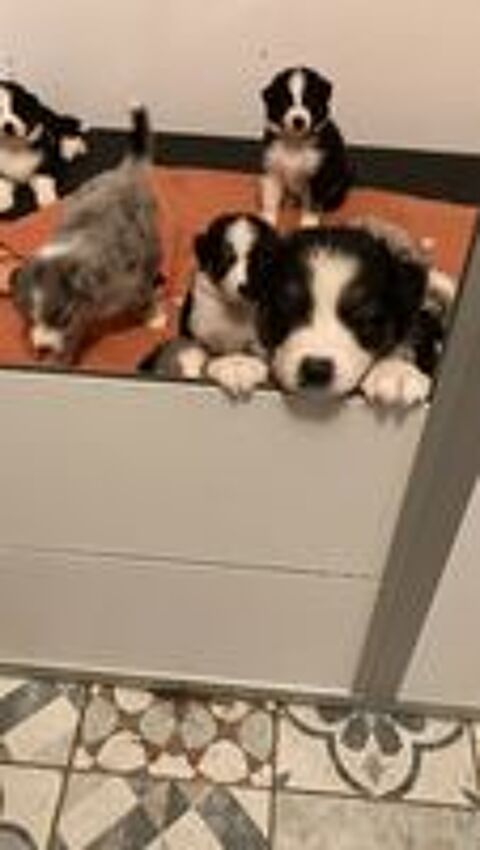   Chiots berger australien LOF á réserver  