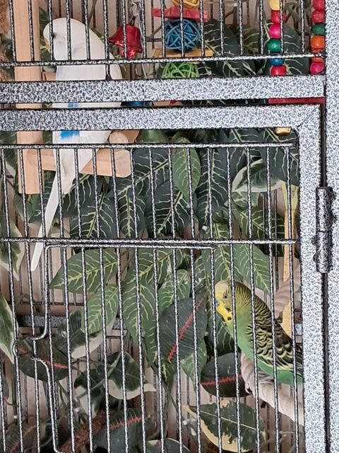 couple  perruche 
40 78280 Guyancourt