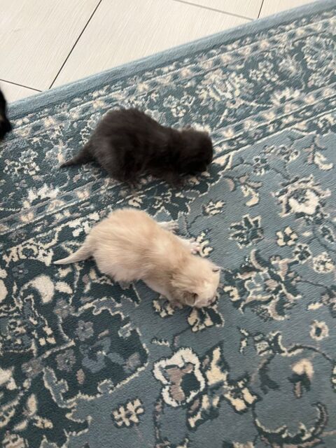 Chatons race europ&eacute;enne x siamois 200 77550 Moissy-cramayel