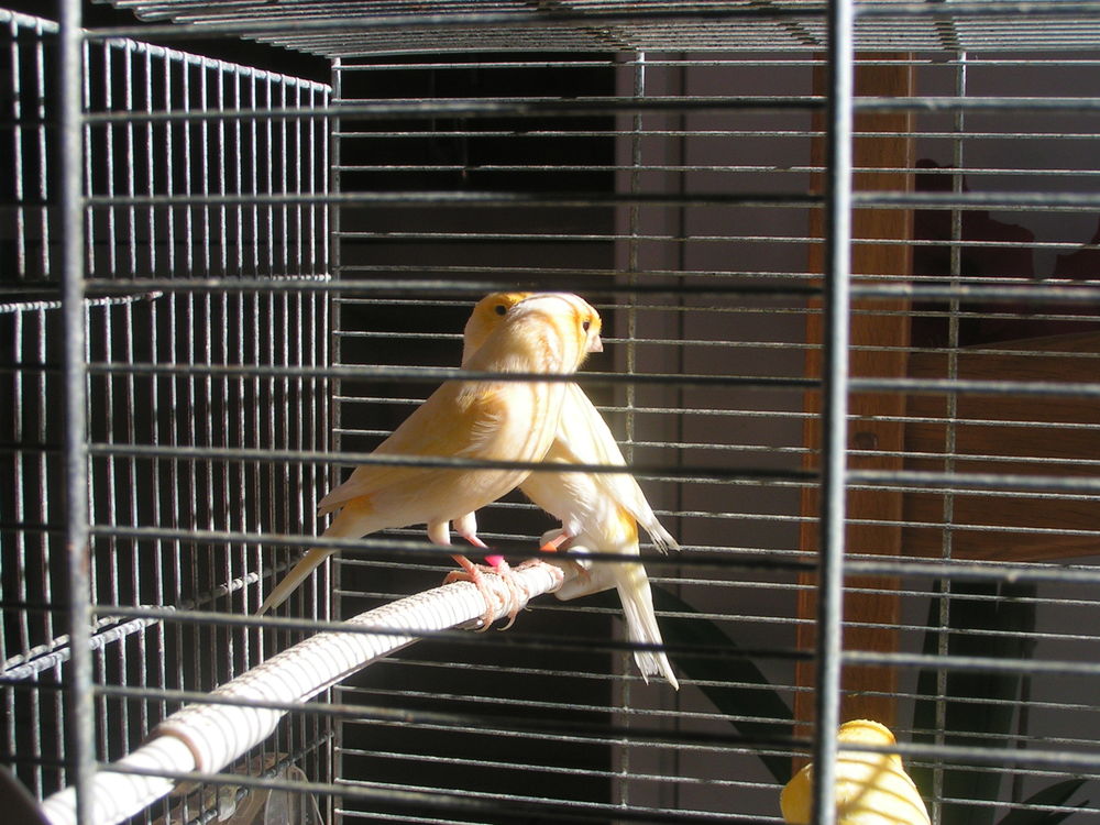   Couple de canaris couleur  