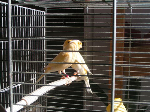 Couple de canaris couleur 40 39250 Mièges