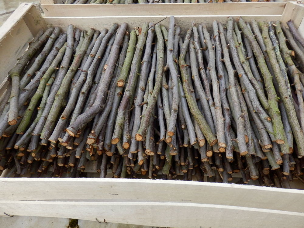 Bois pour allumer la chemin&eacute;e ou le BBQ (poirier, prunier) - Jardin