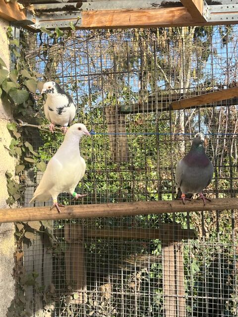 Pigeons 10 59390 Lys-lez-lannoy