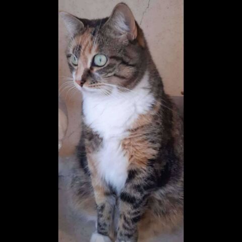 NICOLE 1 84290 Saint-roman-de-malegarde