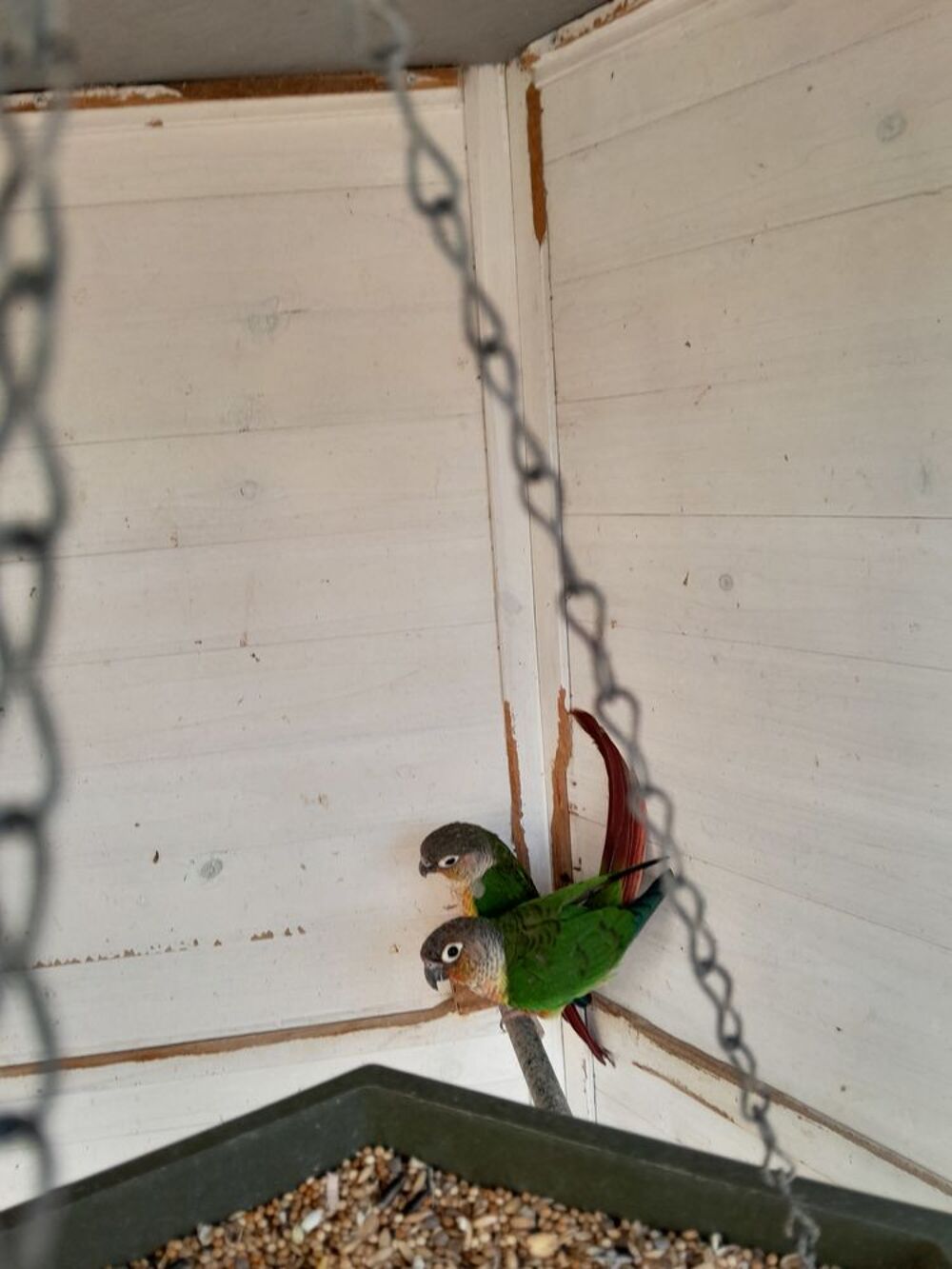   Conure pyrruha.  