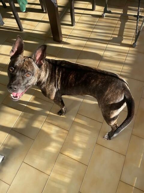 Chien NIKA à l adoption 250 06220 Vallauris