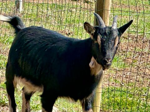 Bouc nain castr&eacute; 80 07310 La rochette