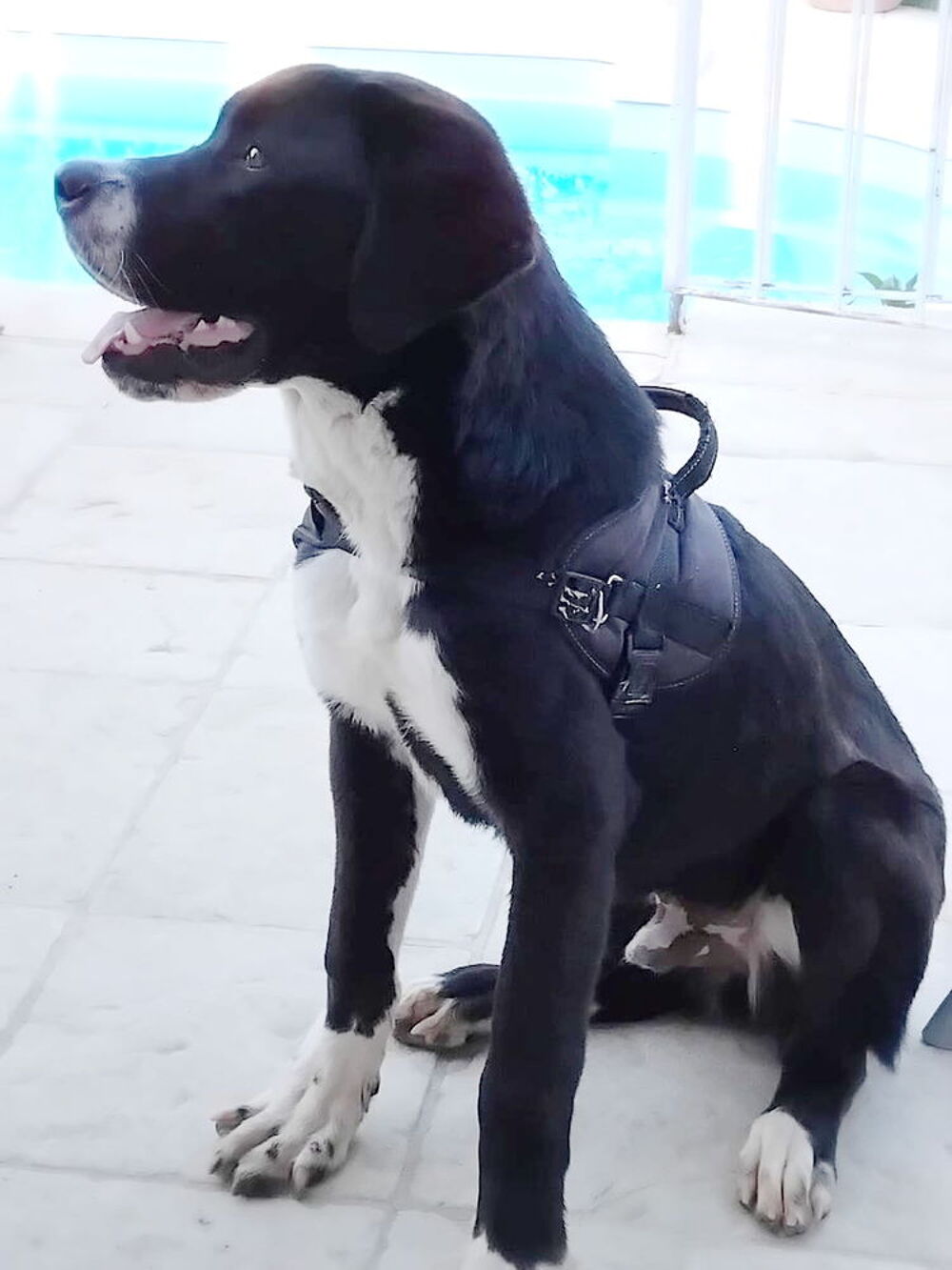   Ringo est à l'adoption! 