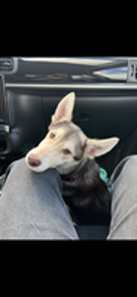   Don husky
