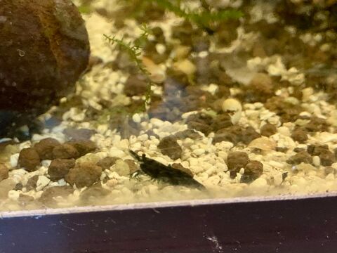 Crevettes bleues aquarium 21160 Marsannay-la-cte