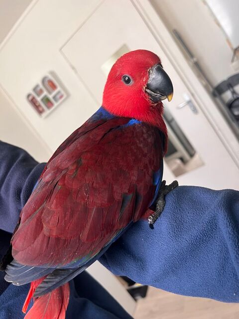 Jeune eclectus 650 62200 Boulogne-sur-mer