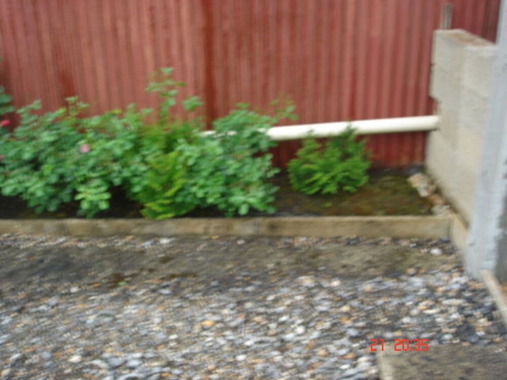 Don repousses de thuyas Jardin