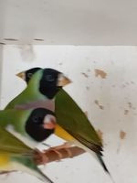   diamant de gould 