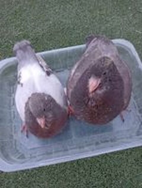   PIGEONS HUBBELL 