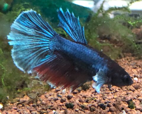 Poisson betta combattant 10 95190 Goussainville