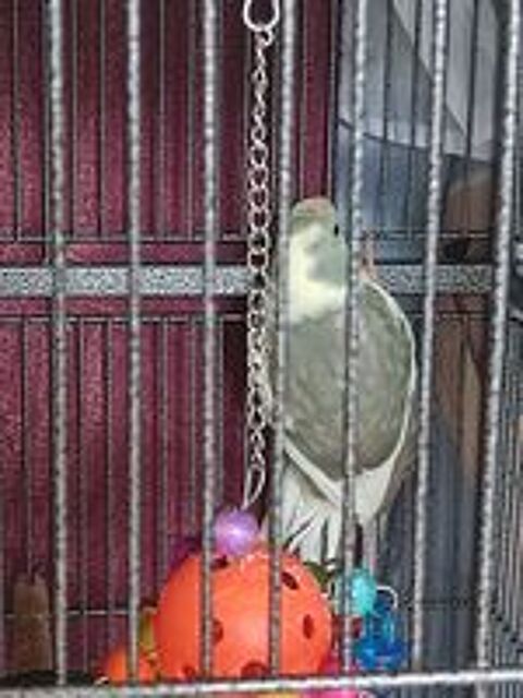   Kakarikis  