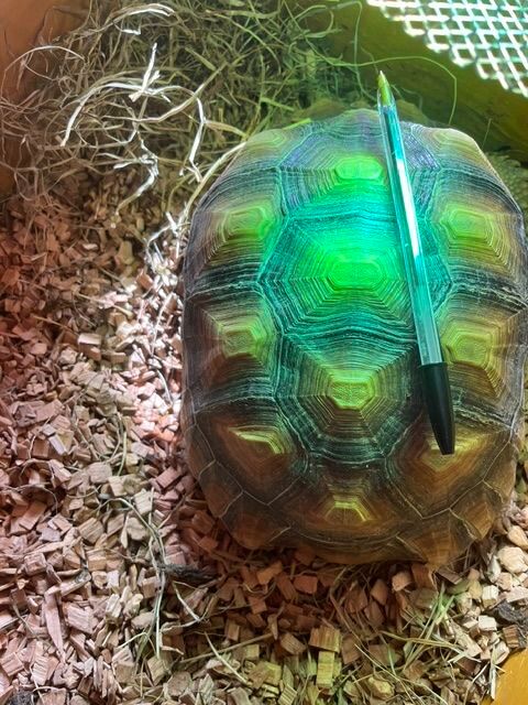 tortue sulcata 400 30000 Nîmes