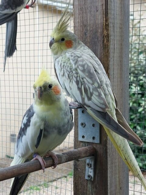 Couple de calopsiites 50 86500 Montmorillon