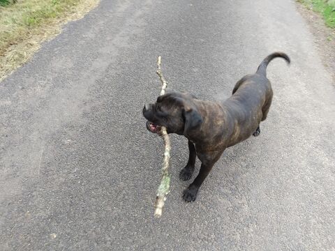 Chienne cane corso 200 50670 Coulouvray-boisbenâtre