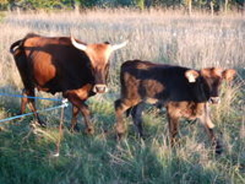   vache  aurochs 
