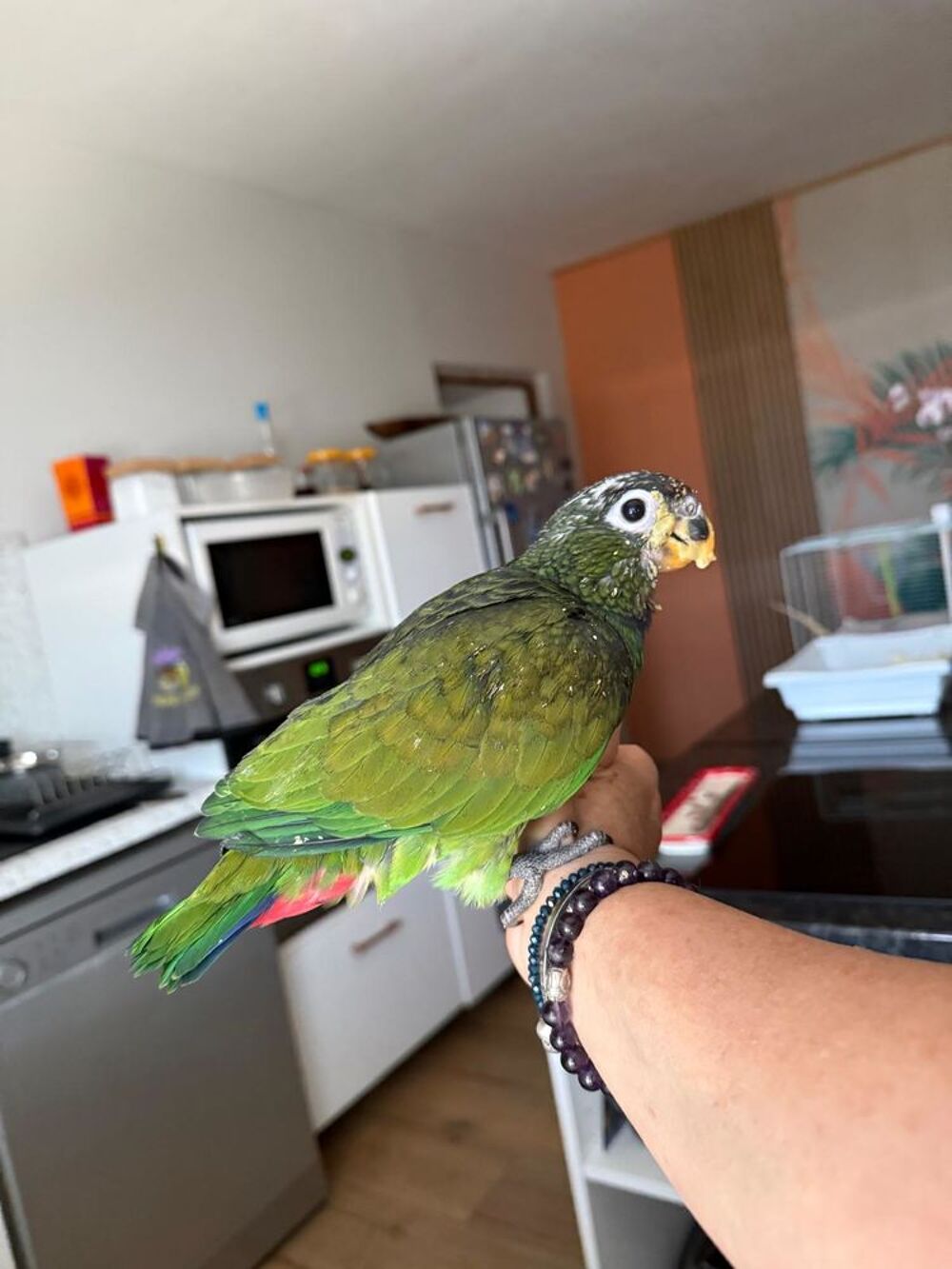   Perroquets pionus Maximilien 