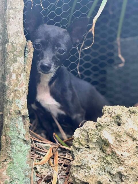 Tiny, femelle pinscher, née le 01/04/2022 380 33000 Bordeaux