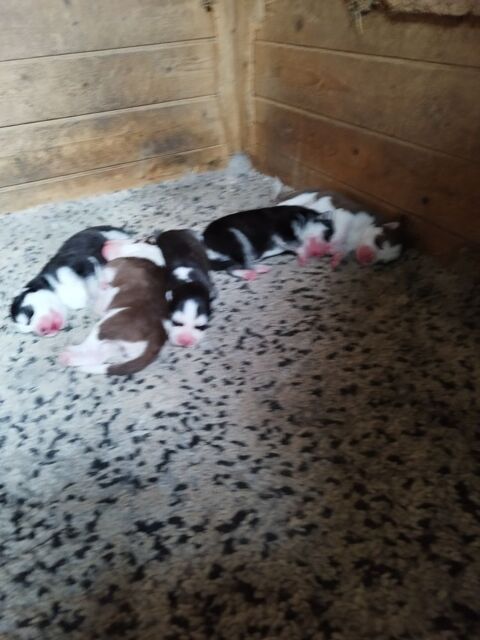 Chiot husky 0650891761 600 33860 Marcillac